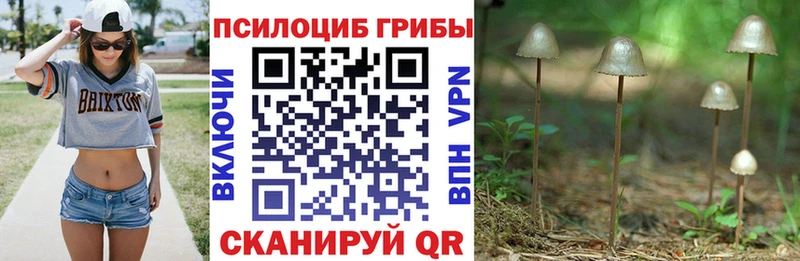 купить наркоту  Ростов-на-Дону  Псилоцибиновые грибы мицелий 